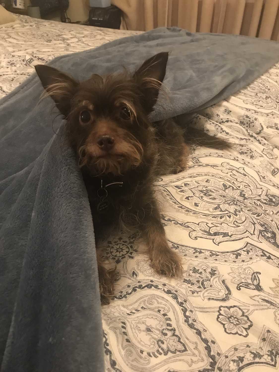 Pic of the Litter: Chuie